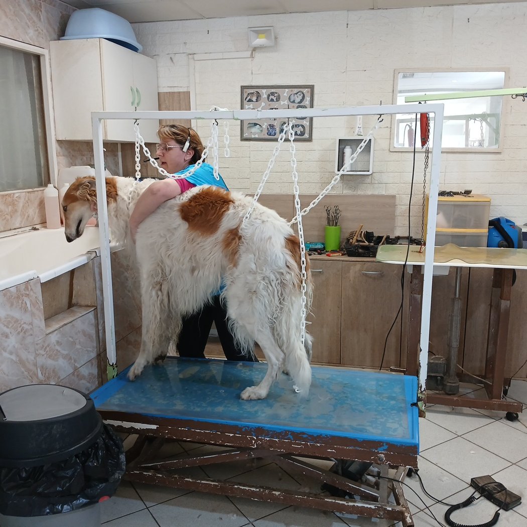 DOG S HAIR 1